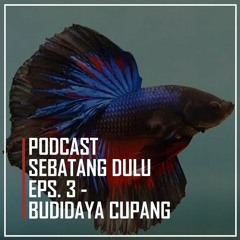 Podcast - Sebatang Dulu Eps. 3 - Budidaya Cupang