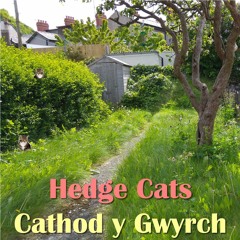 Hedge Cats / Cathod y Gwyrch