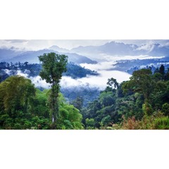 Dream in the jungle