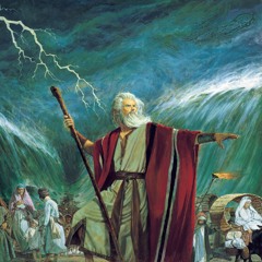 Dance of The Hooded Grebe