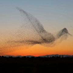 Murmurations