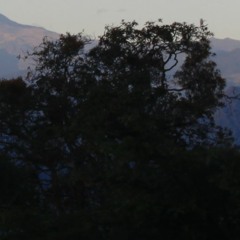 Sombra de árboles demo