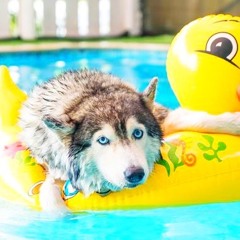 A Puppy Smooth Summer - 7th Annual Edition