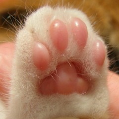 Toe Beans (phree dl)
