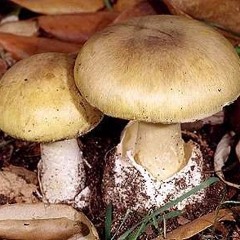The Death Cap