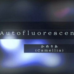 かめりあ(Camellia) - Autofluorescence (short ver.)