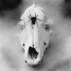 Will you dare the Dreamwalker ?