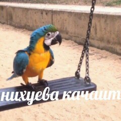 tusovka
