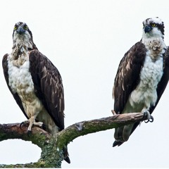 Come In Alone But Let Me Guide You