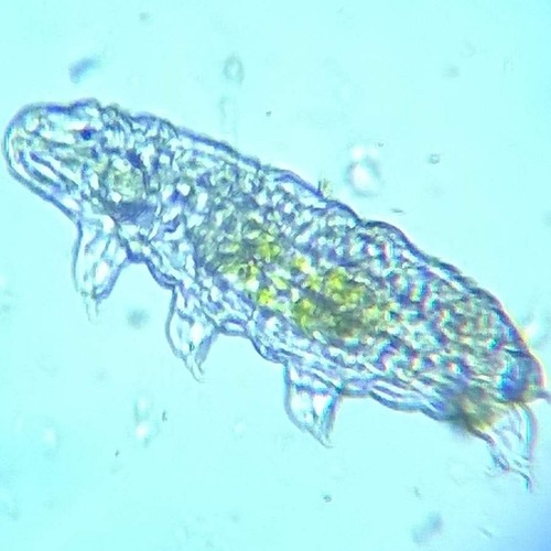 Stream Water Bears On The Moon by Xtreme 107.1 Listen online for free