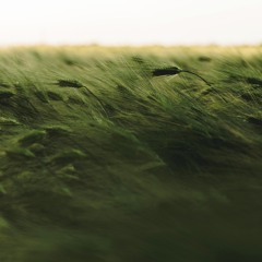 improvisation)Song of the wind