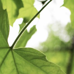 Le tour de la boucle du Pic du parc-nature du Bois-de-Liesse: vue dans la canopée