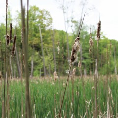 Le tour du secteur Val-des-Bois du parc-nature du Bois-de-l'Île-Bizard: paysage hétérogène