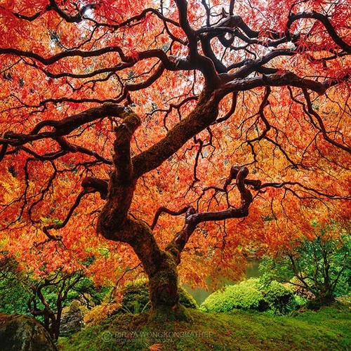 Amen Bullets Vol 8. Tree Farm Mix 2019