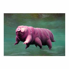 BJÖRNDJUREN AKA maskrosbarnen