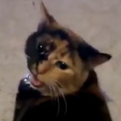CHONK