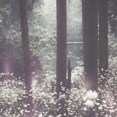 ibrahim - white forest walk