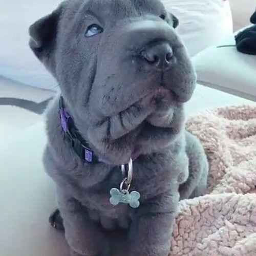 Cao do wuant Clearance