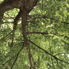 Dance of the fireflies (rough)