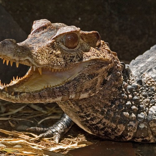 Le Viste VELOCIRAPTOR