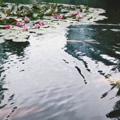 Stream 青色の金魚demo By 中田ナも Listen Online For Free On Soundcloud