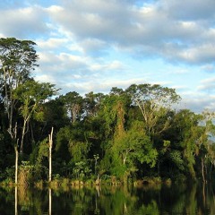 Dancing In The Jungle