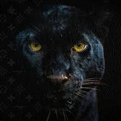 Molo - Rykker Pakker