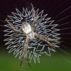 Spider Spinning