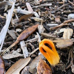 Phallaceae