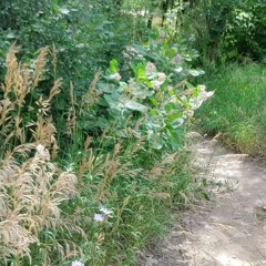 lo fi real bass guitar melody