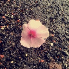 'Rosalie' by Alejandro Escovedo (feat. Isabella)