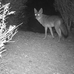 Urban Coyote room jam w/Goodnight Cody