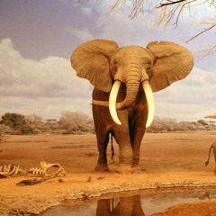 Wild Safari