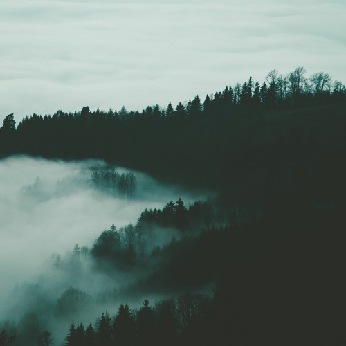 Ancient Forest (Thanks for 5000!)