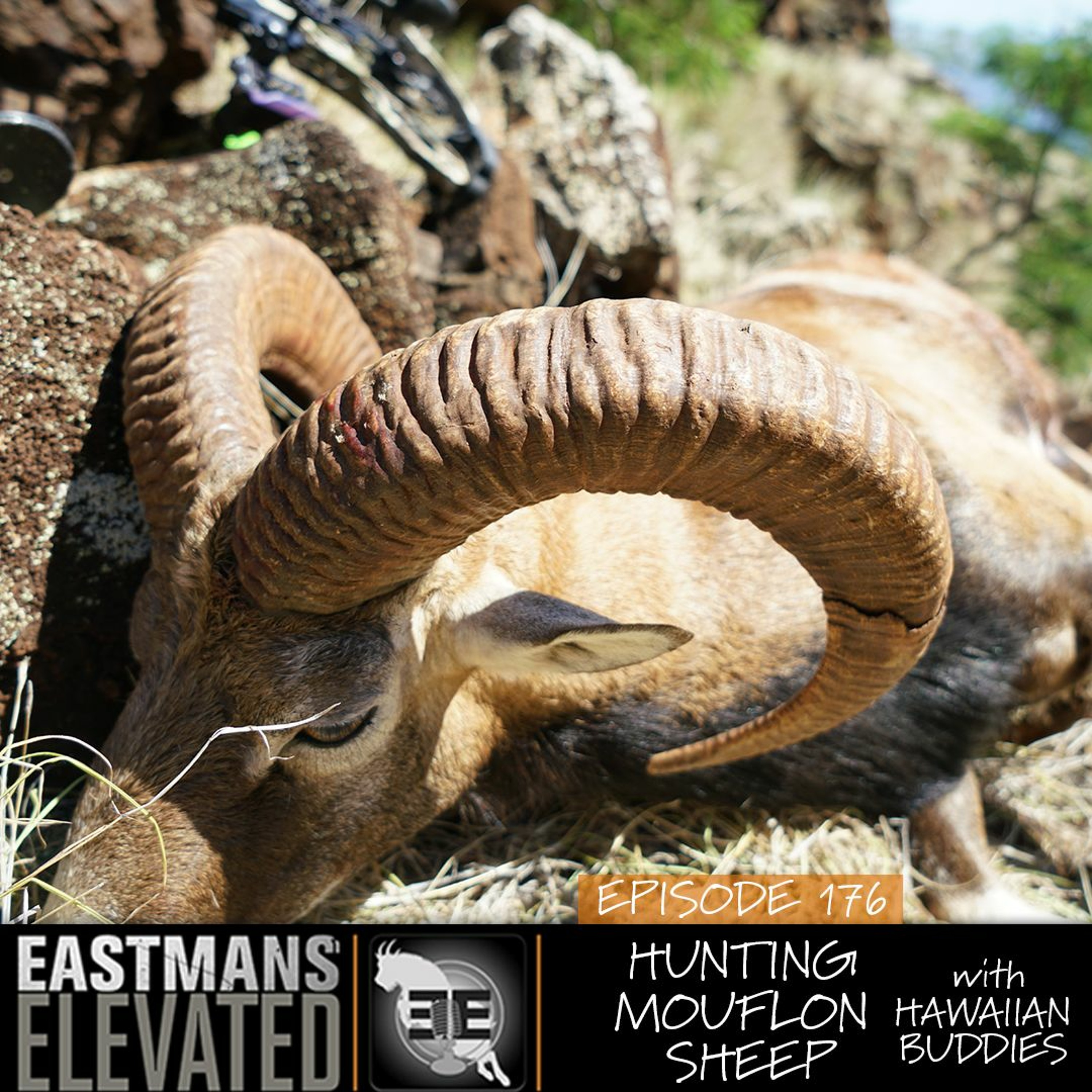 Episode 176: Hunting Mouflon Sheep with My Hawaii Buddies