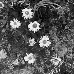 Pocket Full of Posies