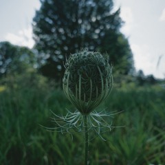 Female Energy Cover - Willow Smith (prod. @lazulilauren)