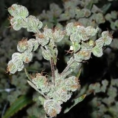 I'll Cya In Another Life Bruva