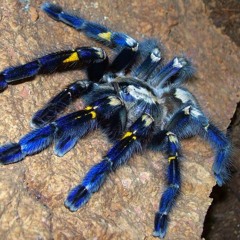 tarantula blue venom