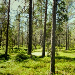 Sweden Forest Dada