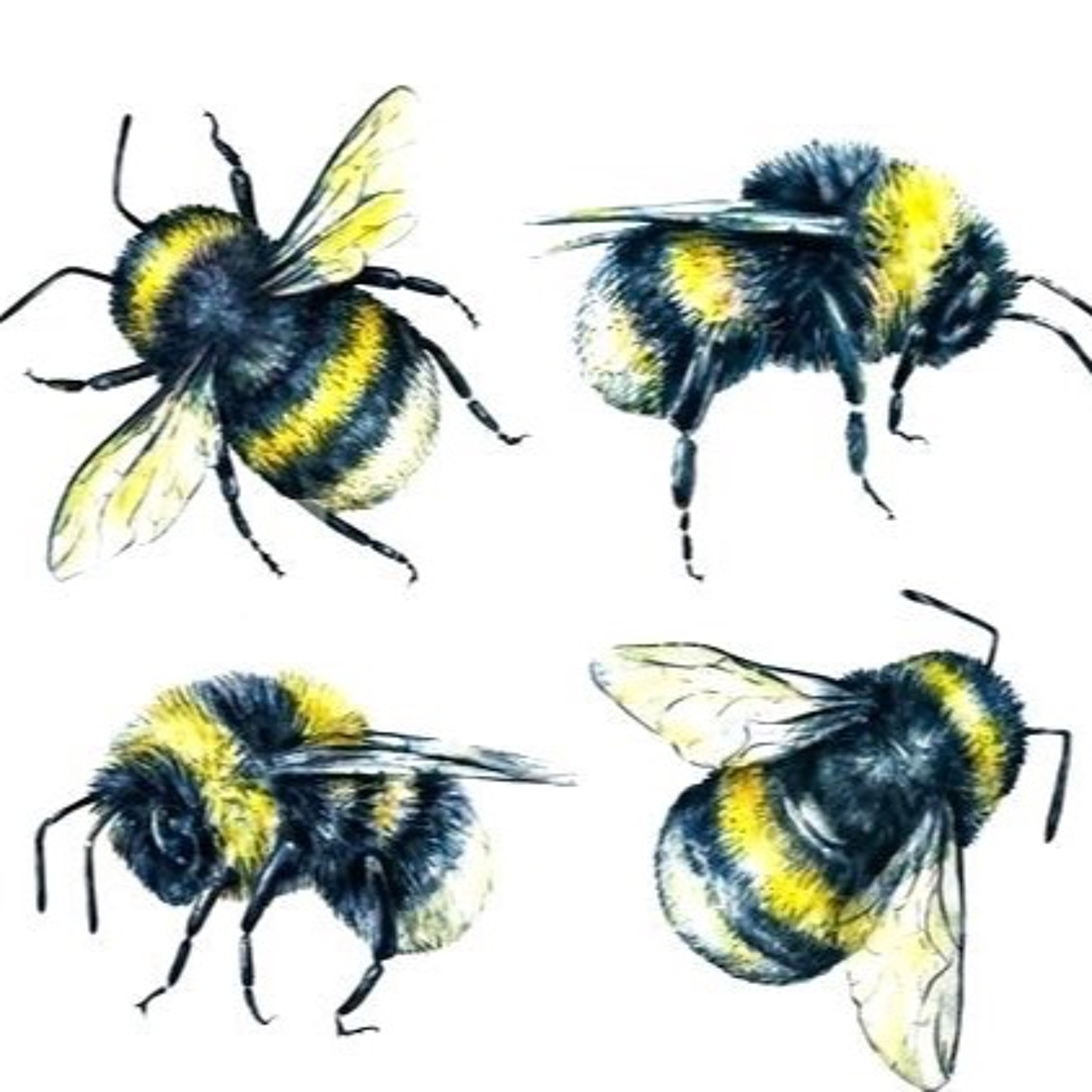 BEE-West