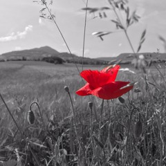 Red flower