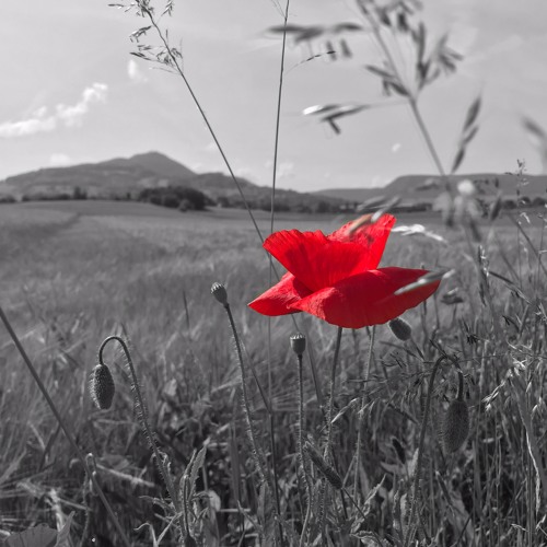 Red flower