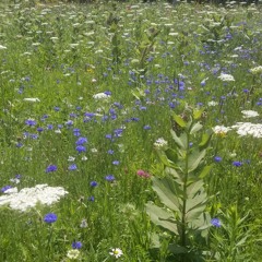 The Song of Wandering Aengus.  Marian Makins and Gabriel Donohue