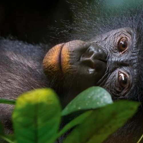 Peaceful Ape