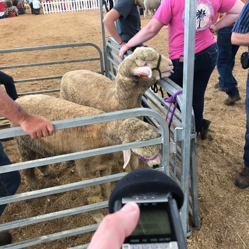 Stream episode Ohio State Fair, Sheep by Andy Stein podcast Listen