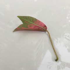 바람