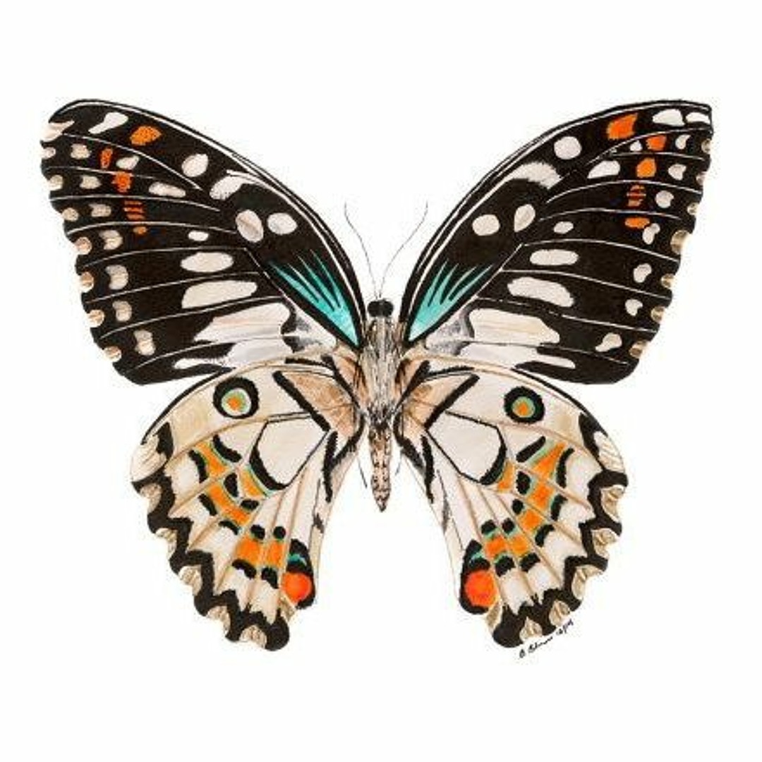 Stream 蝴蝶效應 Butterfly Effect(ft.GAIA) by Z | Listen
