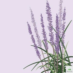 مازال بحب ربينا سمير حنا