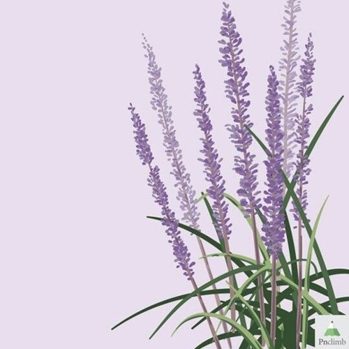 مازال بحب ربينا سمير حنا